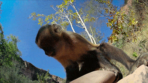 monkey